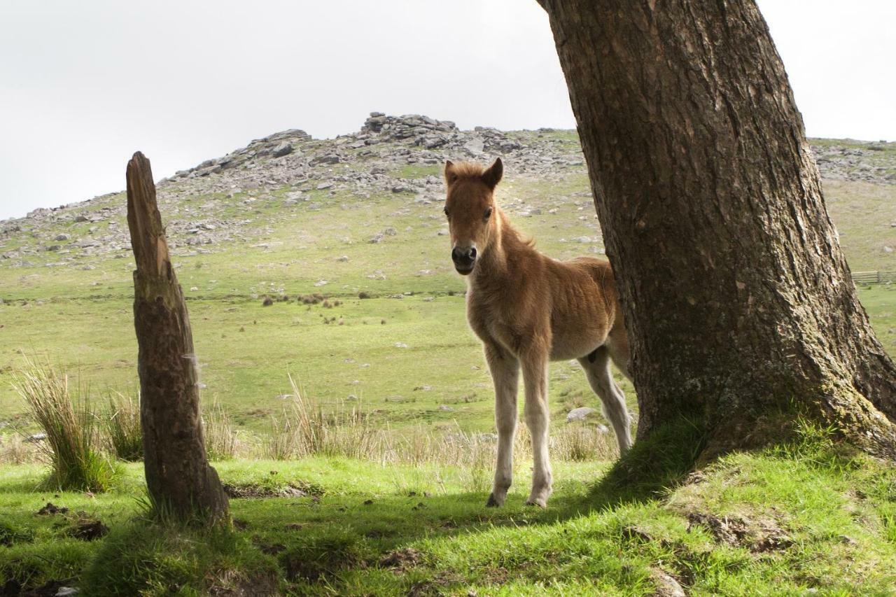 Heathergate Cottage Dartmoor Bnb リドフォード エクステリア 写真